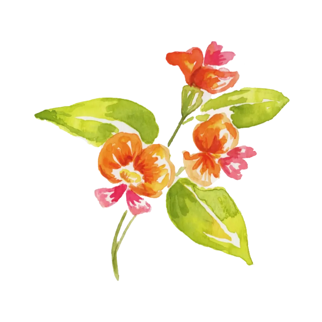 Australian flower watercolour